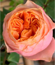 Роза чайно-гибридная Вувузелла Садовита (в тубе)