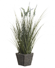 Вейник остроконечный в корзине 55см (6) 8J-11AK0023