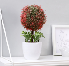 Бонсай "Травяное дерево" 10х24см Микс 4736463