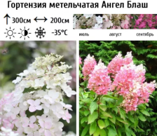 Гортензия метельчатая Ангел Блаш ГР