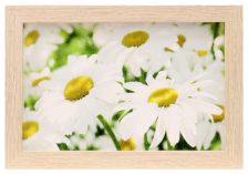 Картина Ромашки 27х37см 3346927