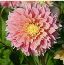 Георгина Пинк Импакт (I)(1)