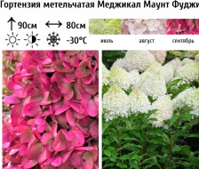 Гортензия метельчатая Мэджикал Маунт Фуджи Н50-60 С6 ВГ