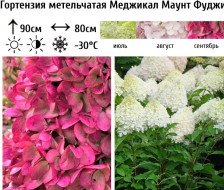 Гортензия метельчатая Мэджикал Маунт Фуджи Н50-60 С6 ВГ