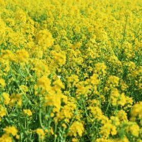 Трава Рапс яровой 0,5кг