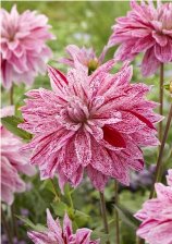 Георгина Вавилон Лилак Флеймд (l)(1)