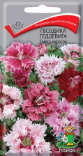 Семена Гвоздика Китайская Смесь окрасок (Поиск)