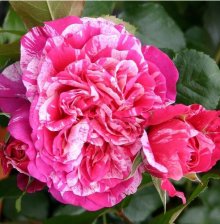 Роза плетистая Инес Састр Садовита (в тубе)