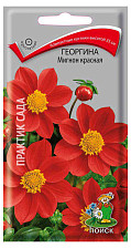 Семена Георгина Мигнон красная (Поиск)