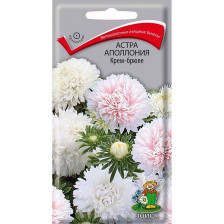 Семена Астра Аполлония Крем-брюле (Поиск)