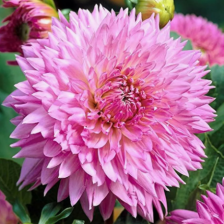 Георгина Сакура Фубуки (I)(1)