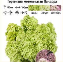 Гортензия метельчатая Пандора  С7,5