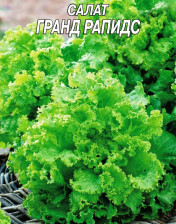 Семена Салат Гранд Рапидс (Поиск)