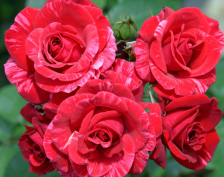 Роза чайно-гибридная Рэд Интуишн Садовита (в тубе)