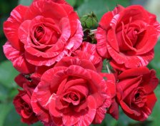 Роза чайно-гибридная Рэд Интуишн Садовита (в тубе)