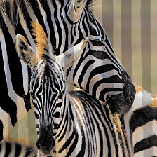 Штора для ванной комнаты 180х200см BRIMIX ЗЕБРА, фотопечать, без колец 02-26