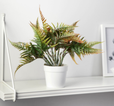 Бонсай в горшке "Папоротник нефролепис" 8,5х21см, 9789753