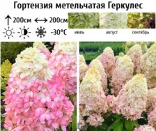 Гортензия метельчатая Геркулес ГР