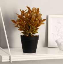 Бонсай "Руэллия" 9х20см, микс 3535509