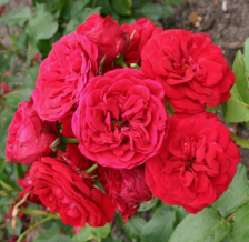 Роза флорибунда Инзель Майнау Садовита (в тубе)