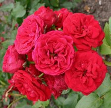 Роза флорибунда Инзель Майнау Садовита (в тубе)