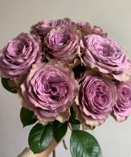 Роза чайно-гибридная Тиара Садовита (в тубе)