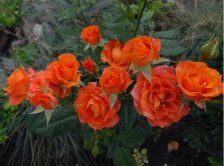 Роза Алегрия Садовита (в тубе)