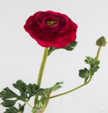 Цветок искуственный Ранункулюс 68см малиновый