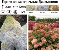 Гортензия метельчатая Диамантино С:3 ВГ