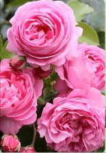 Роза плетистая Луис Одиер Садовита (в тубе)