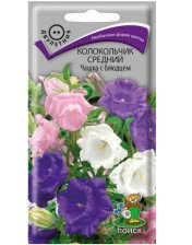 Семена Колокольчик средний Чаша с блюдцем (Поиск)