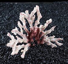 Аквадекор для аквариума Ветка коралла 1120815