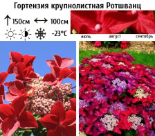 Гортензия крупнолистная Ротшванц Н25-30 С3,6 ВГ