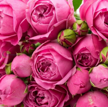 Роза спрей Мисти баблс Садовита (в тубе)