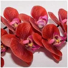 Ветка Орхидея 90см красная (Ф)