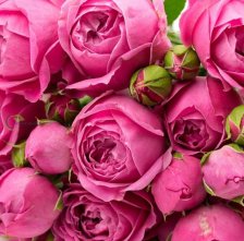 Роза спрей Мисти баблс Садовита (в тубе)