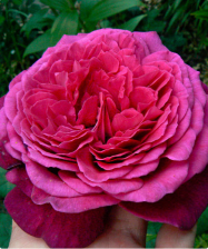 Роза чайно-гибридная Иоганн Вольфганг фон Гете Садовита (в тубе)