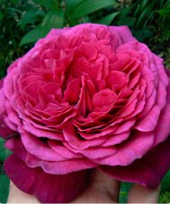 Роза чайно-гибридная Иоганн Вольфганг фон Гете Садовита (в тубе)