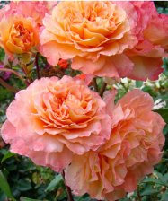 Роза чайно-гибридная Аугуста Луиза Садовита (в тубе)