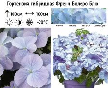 Гортензия гибридная Френч Болеро Блю С6 ВГ