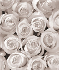 Фотообои 2167V4 2,54м х 1,84м SOLO