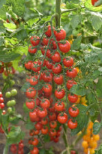 Семена Томат Эльф F1 (ЛМС) (Поиск)