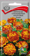 Семена Бархатцы отклоненные махровые  Болеро (Поиск)