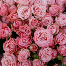 Роза спрей Мадам Бомбастик Садовита (в тубе)