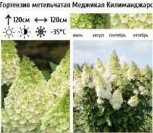 Гортензия метельчатая Мэджикал Килиманджаро D-9