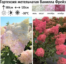 Гортензия метельчатая Ванилла Фрейз С7,5 ВГ