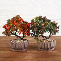 Цветок в горшке Ликвидамбар 21см микс 5372598