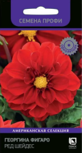 Семена Георгина Фигаро Ред Шейдес (Поиск)