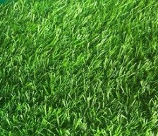 Трава искусственная Шри Ланка h-30мм 1,0м