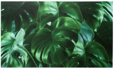 Картина на холсте "Листья монстеры" 60х100см, 5224006